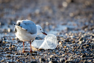 Seagull at the beach picking at a plastic cup that has washed up on the shore. Environmental human...