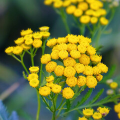 Yellow wild flowers of tansy on a natural background. Medicinal plant tansy. Tanacetum vulgare