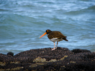 Haematopus palliatus