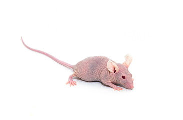 Immunodeficient nude mouse for animal test on the white background. Animal for studies of oncology, immunology and infectious diseases in laboratory