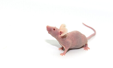 Immunodeficient nude mouse on the white background. Animal for studies of oncology, immunology and infectious diseases in laboratory