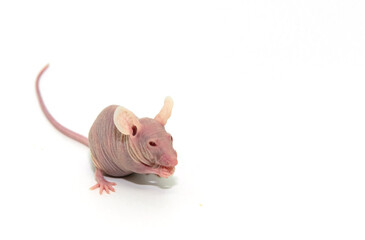 Immunodeficient nude mouse for studying oncology on the white backgrounds. Animal for studies of...