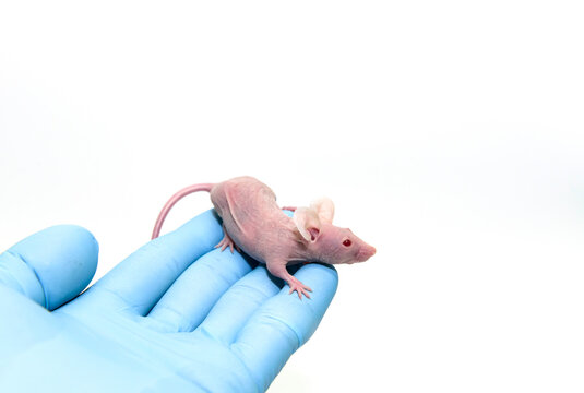 Immunodeficeint nude mouse is on the blue glove hand of scientist in white background. Animal for studies of oncology, immunology and infectious diseases in laboratory