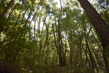 trees in the forest