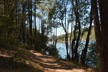 path in the forest