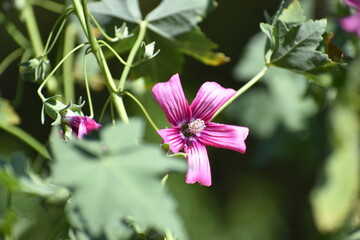 pink flower