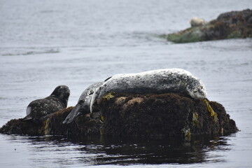 rocks and the seal