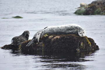 seal on the beach