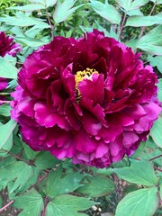 大きな牡丹の花