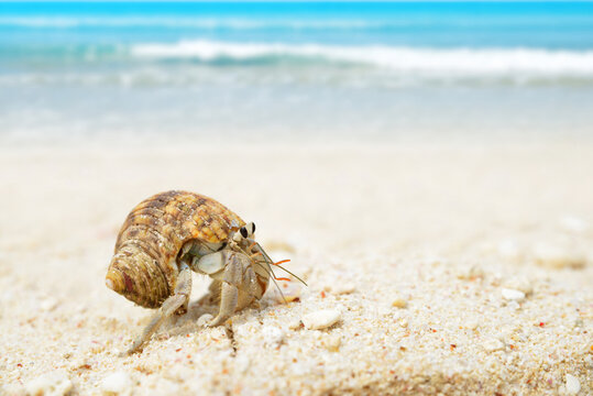 Small Hermit Crab in the sand beach. La Digue island, Seychelles.