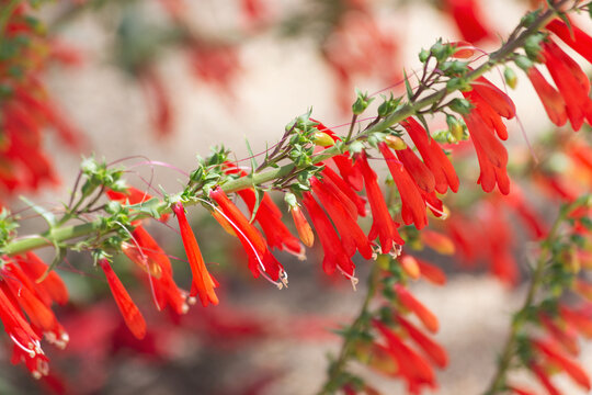 Firecracker red penstemon flowers bloom adding hot colors to the desert botanical garden