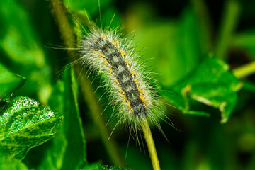 Gusano. Mariposa. Oruga.