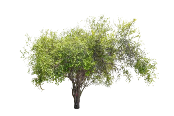 Fotobehang Tree on transparent background, real tree green leaf isolate die cut png file © Sync