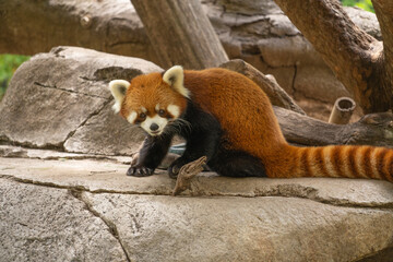Red Panda