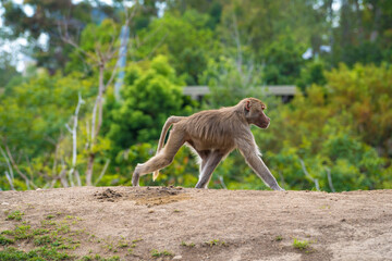 Baboon