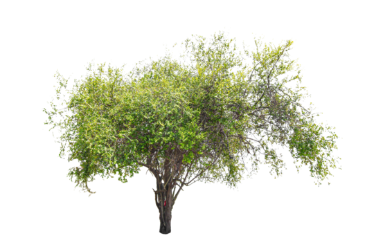 Tree on transparent background, real tree green leaf isolate die cut png file