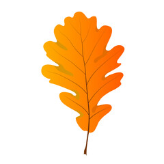 Oak leaf on white background for design