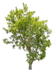 Keuken spatwand met foto Tree on transparent background, real tree green leaf isolate die cut png file © Sync