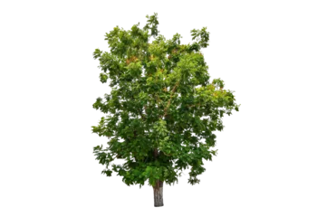 Gardinen Tree on transparent background, real tree green leaf isolate die cut png file © Sync
