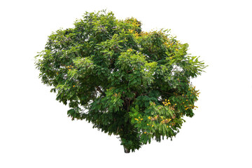 Fototapeta na wymiar Tree on transparent background, real tree green leaf isolate die cut png file