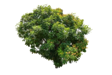 Zelfklevend Fotobehang Tree on transparent background, real tree green leaf isolate die cut png file © Sync