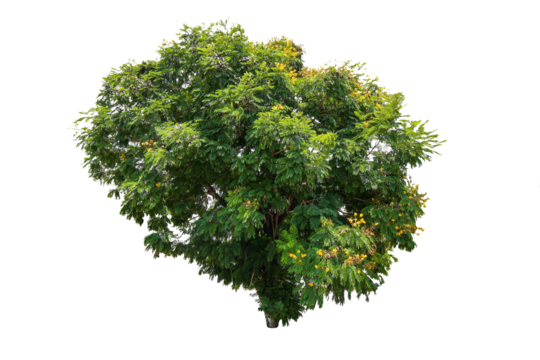 Tree on transparent background, real tree green leaf isolate die cut png file