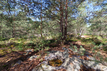 Heathland and moorland in the hill of Fontainebleau forest. Rocher de la Reine area