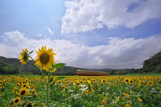 夏空のひまわり畑と小湊鉄道　石神の菜の花畑