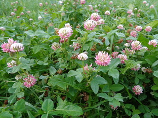 pink and white flowers, Клевер Гибридный, Trifolium hybridum, alsike clover