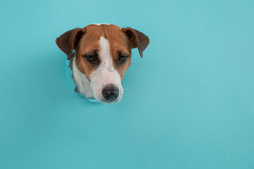 Funny dog muzzle from a hole in a paper blue background. Copy space. 