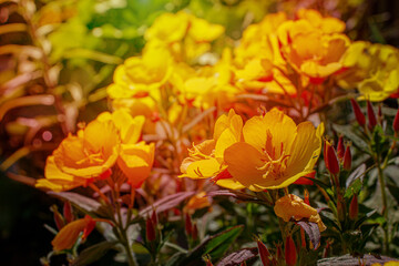 Bright flowers in the garden in the warm summer sun. Yellow flowers close-up.