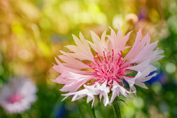 The atmosphere of a summer garden, flooded with rays of warm sun. Pale pink cornflower flower close-up against the background of greenery.