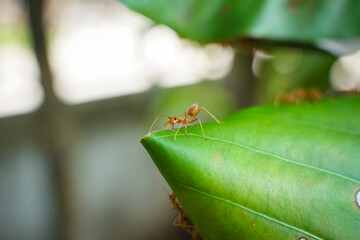 Red ants are defending and building a new nest.