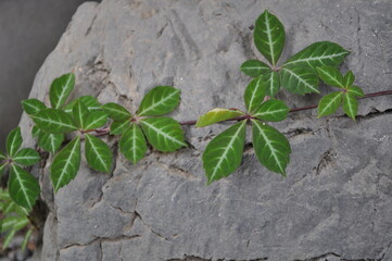植える, 葉, 自然, 木, 葉, 壁, 伸び, あばたのある, とぶ, 人生, 庭, 木, ハーブ, スプラウト, 新しい, 花, 質感, 木製の, 包囲