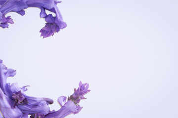 violet jacaranda frame