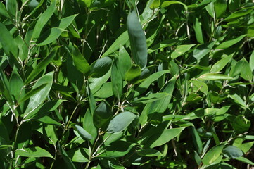 雨上がりの竹の葉
