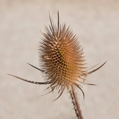 Close-up of a dried thistle flower