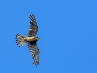 Kestrel in flight against the sky.