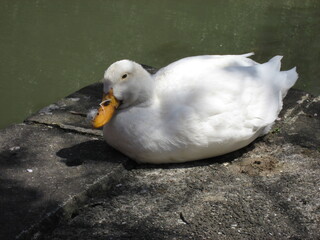 陸で日光浴するアヒル