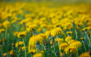 Glade with yellow dandelions with shallow depth of field. Summer wild flowers, natural texture