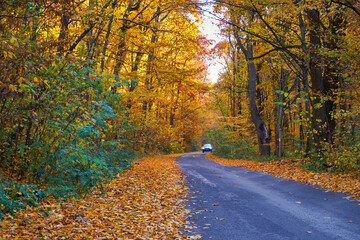 Obraz premium Road in the autumn forest, among the orange fallen leaves. The car is driving with the headlights on. Golden autumn in the Carpathian mountains