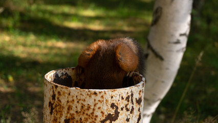 A fluffy squirrel sits on a pipe and looks around. Looking for a treat. Russia, Arkhangelsk