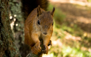 A fluffy squirrel sits on a tree and looks around. Looking for a treat. Russia, Arkhangelsk