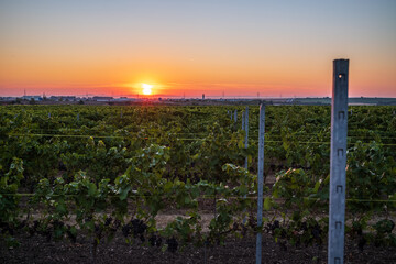 vineyard at sunrise
