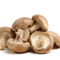 Shiitake mushroom on the White background 