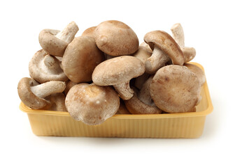 Shiitake mushroom on the White background 