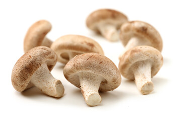 Shiitake mushroom on the White background 