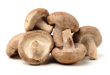 Shiitake mushroom on the White background 