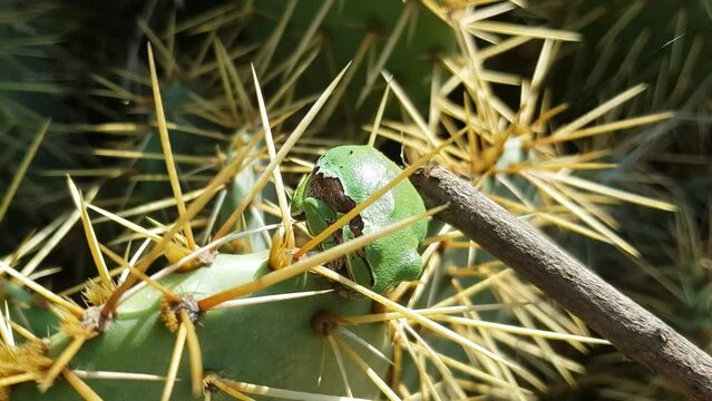 The white-lipped tree frog juvenile Nyctimystes infrafrenatus on cactus leaves. Close-up.
