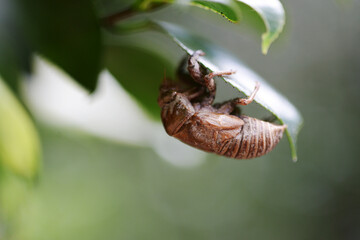 セミの抜け殻